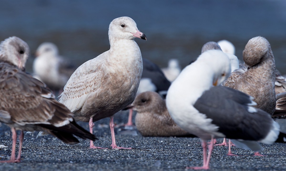 Glaucous Gull - ML616555880