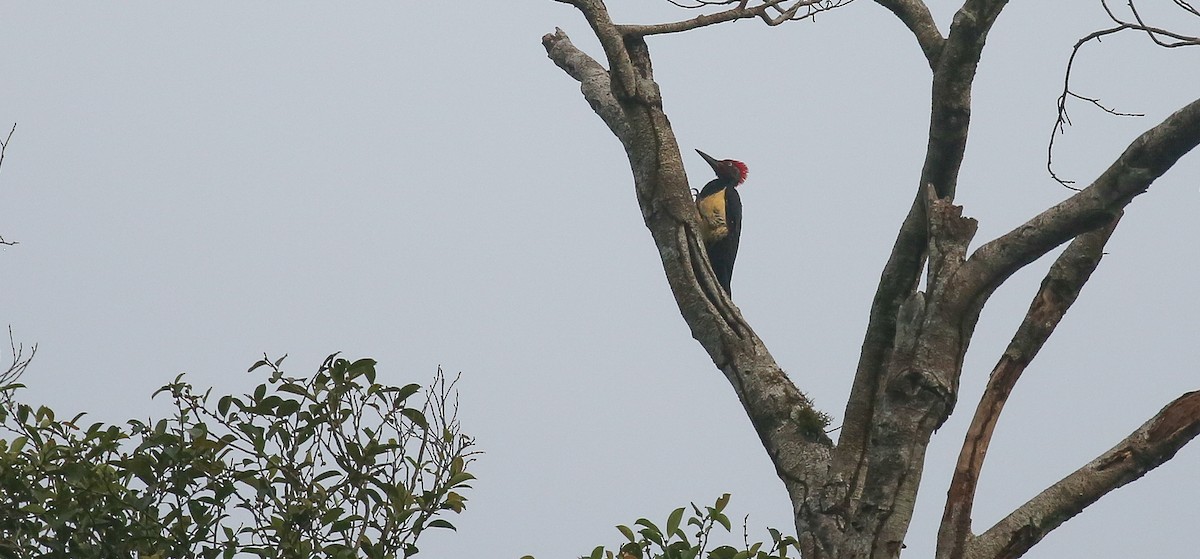 White-bellied Woodpecker - Brian Small
