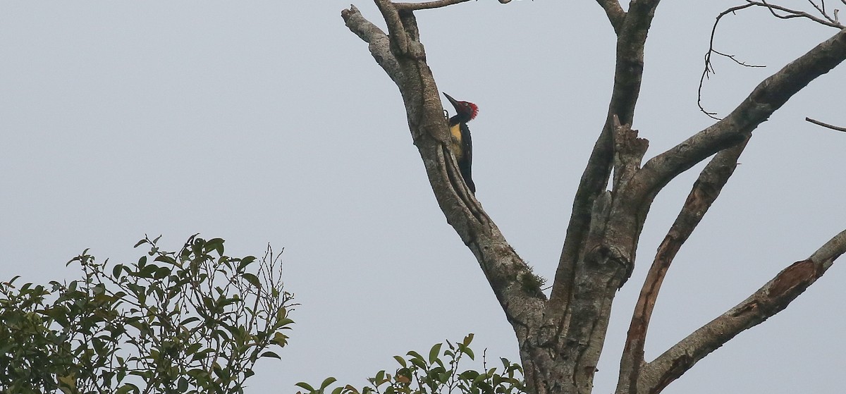 White-bellied Woodpecker - Brian Small