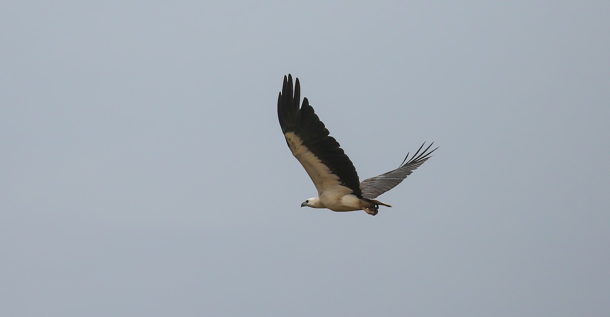 White-bellied Sea-Eagle - Brian Small