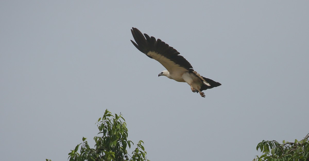 White-bellied Sea-Eagle - ML616555937