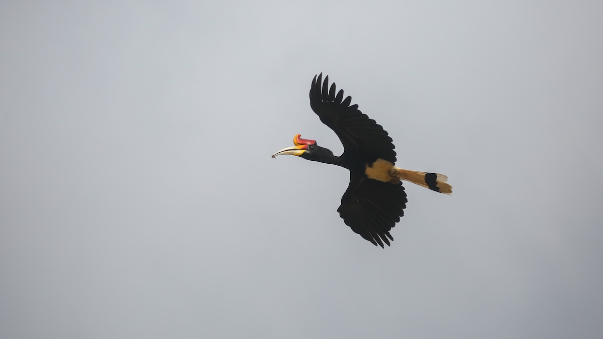 Rhinoceros Hornbill - ML616555939