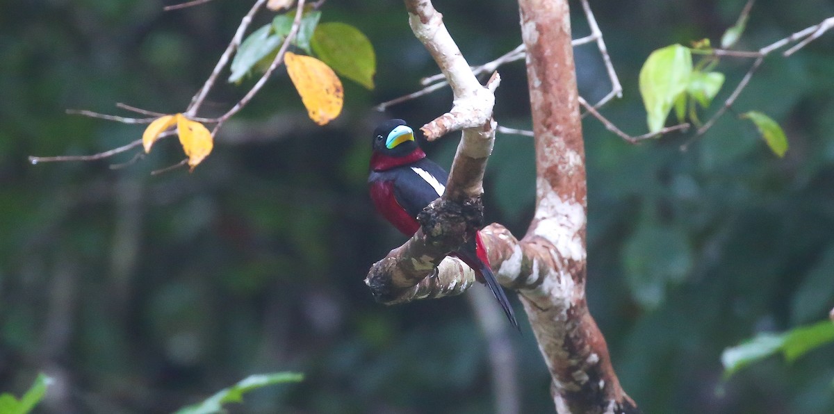 Black-and-red Broadbill - ML616555956