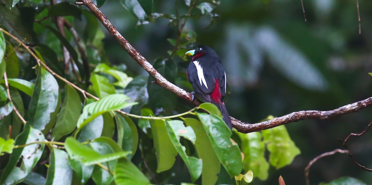 Black-and-red Broadbill - Brian Small