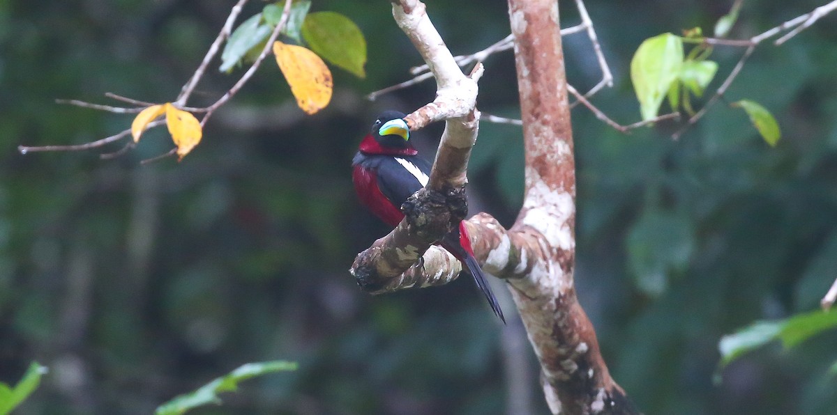 Black-and-red Broadbill - ML616555958