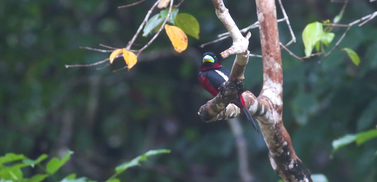 Black-and-red Broadbill - ML616555961