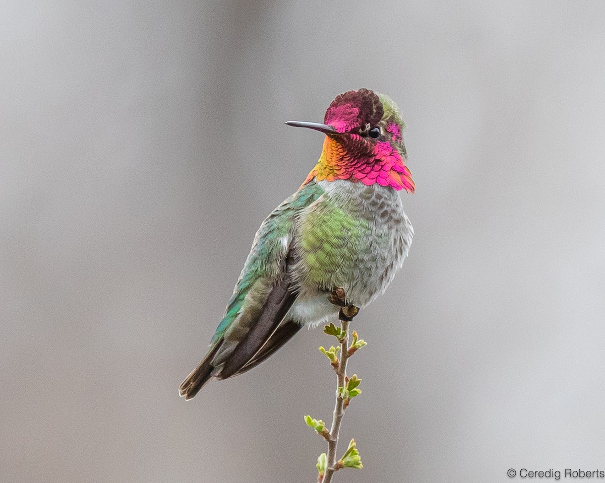 Anna's Hummingbird - ML616556005