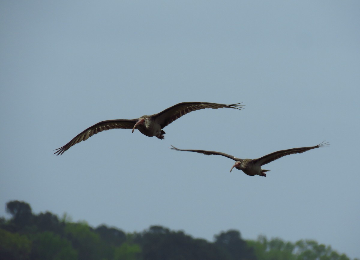 White Ibis - ML616556016