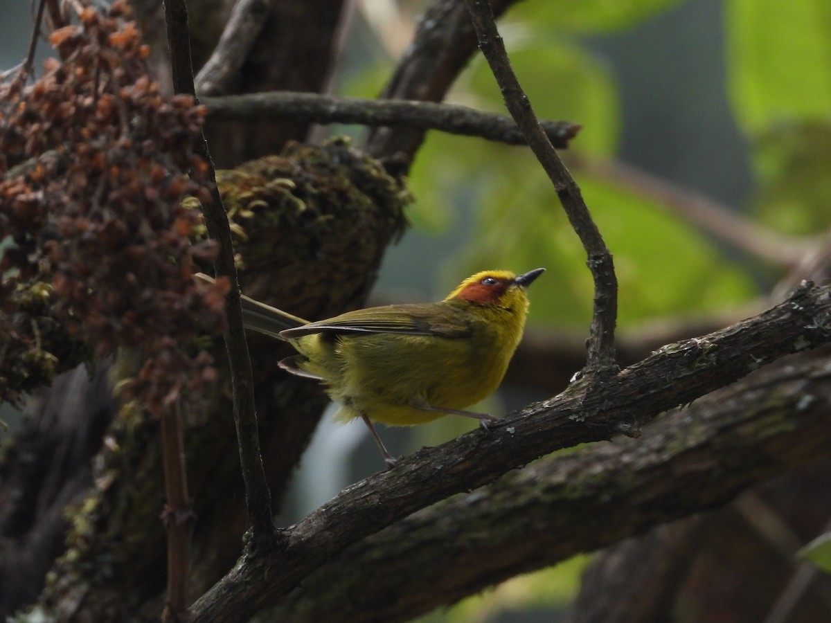 Golden-browed Warbler - ML616556034