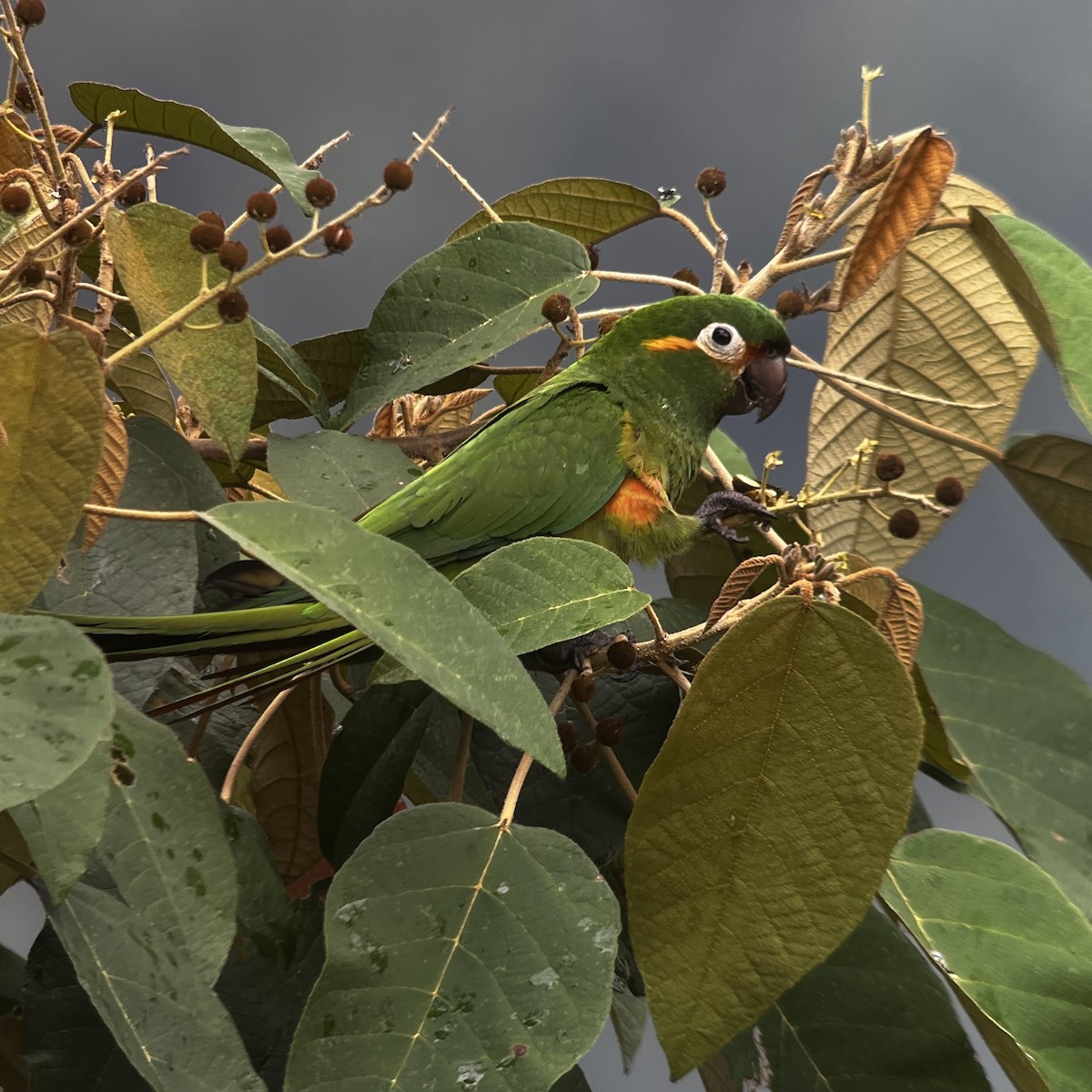 Golden-plumed Parakeet - ML616556078