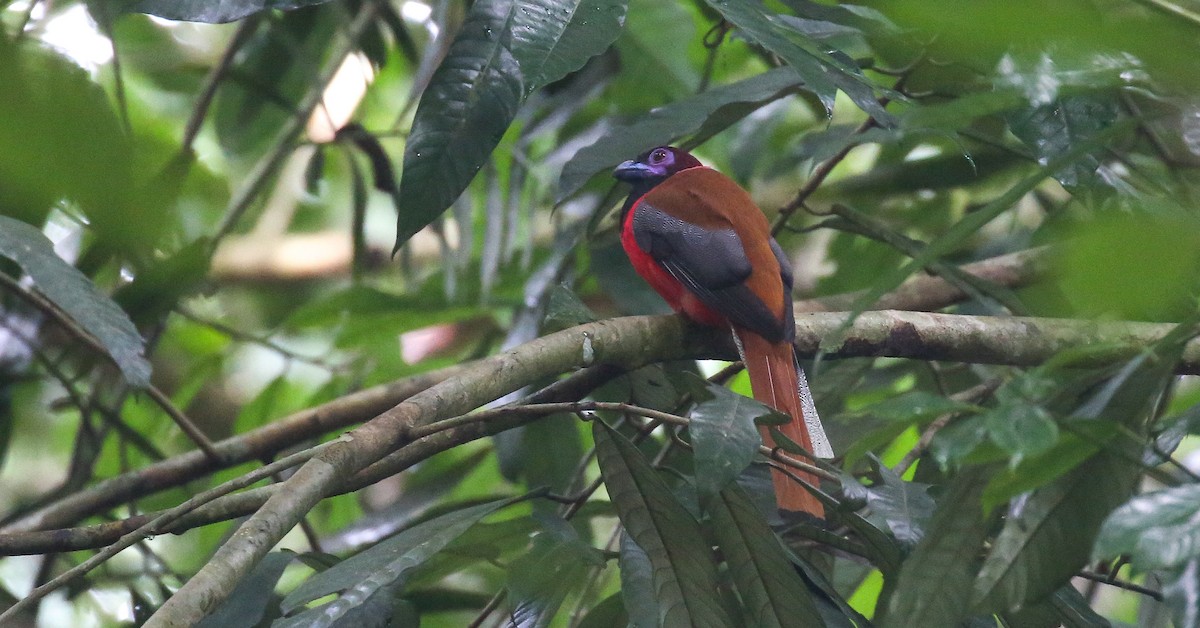 Diard's Trogon - ML616556081