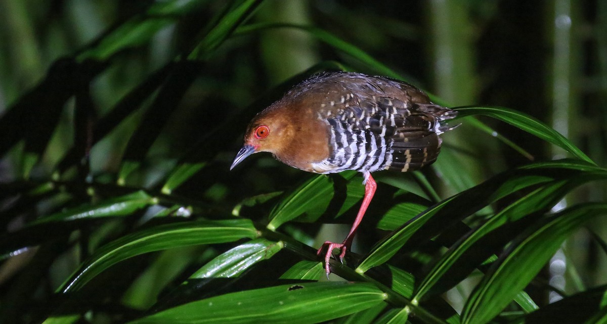 Red-legged Crake - Brian Small