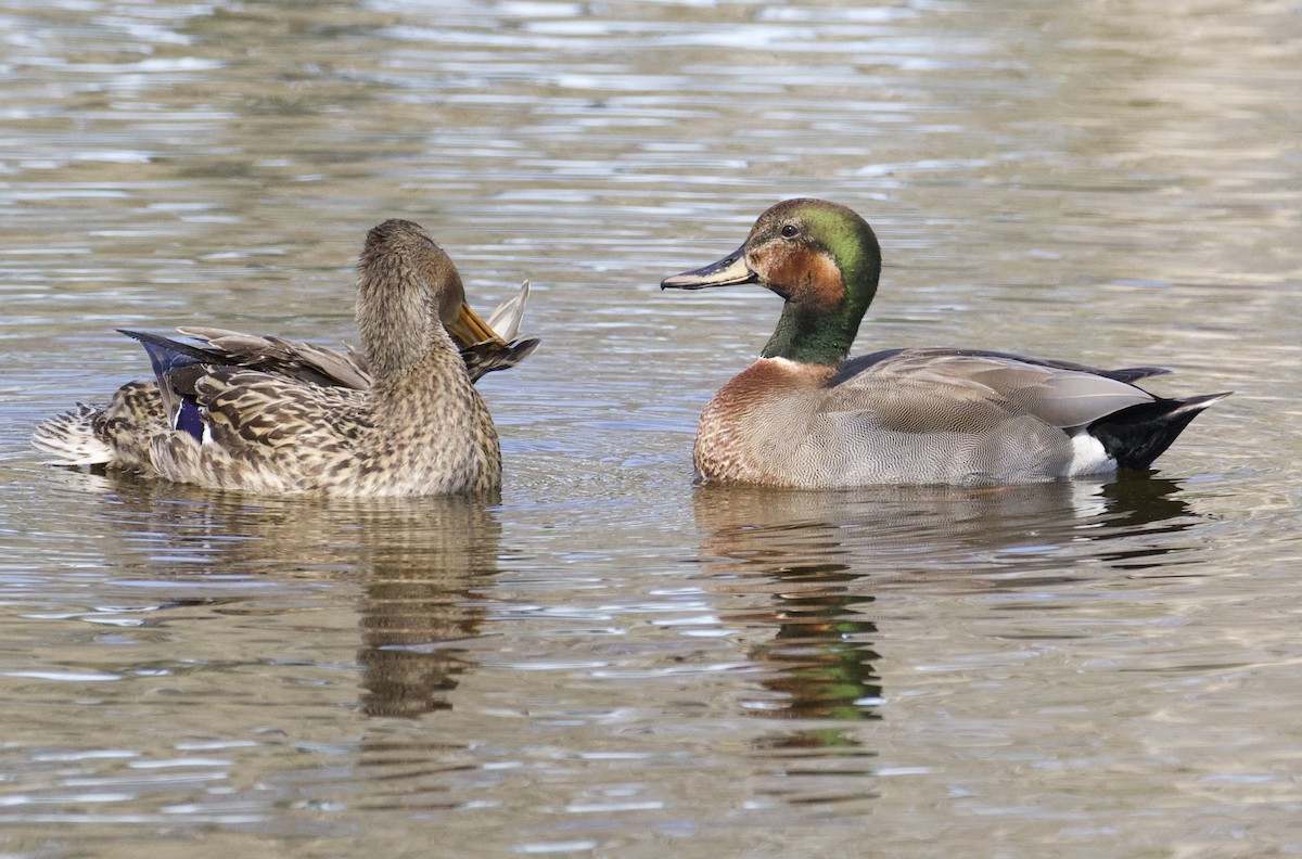 赤膀鴨x綠頭鴨(雜交) - ML616556186