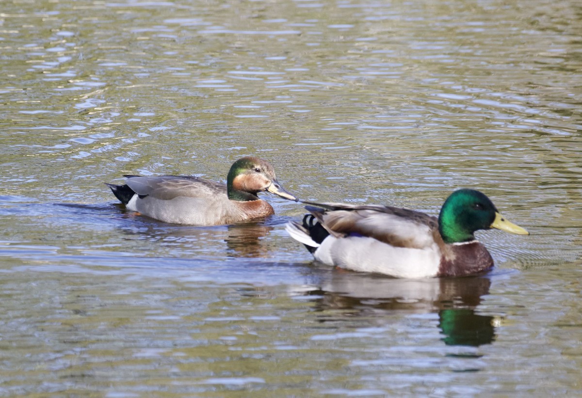 赤膀鴨x綠頭鴨(雜交) - ML616556187