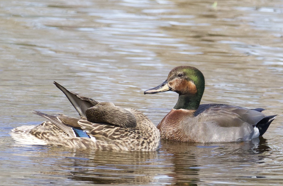 赤膀鴨x綠頭鴨(雜交) - ML616556188