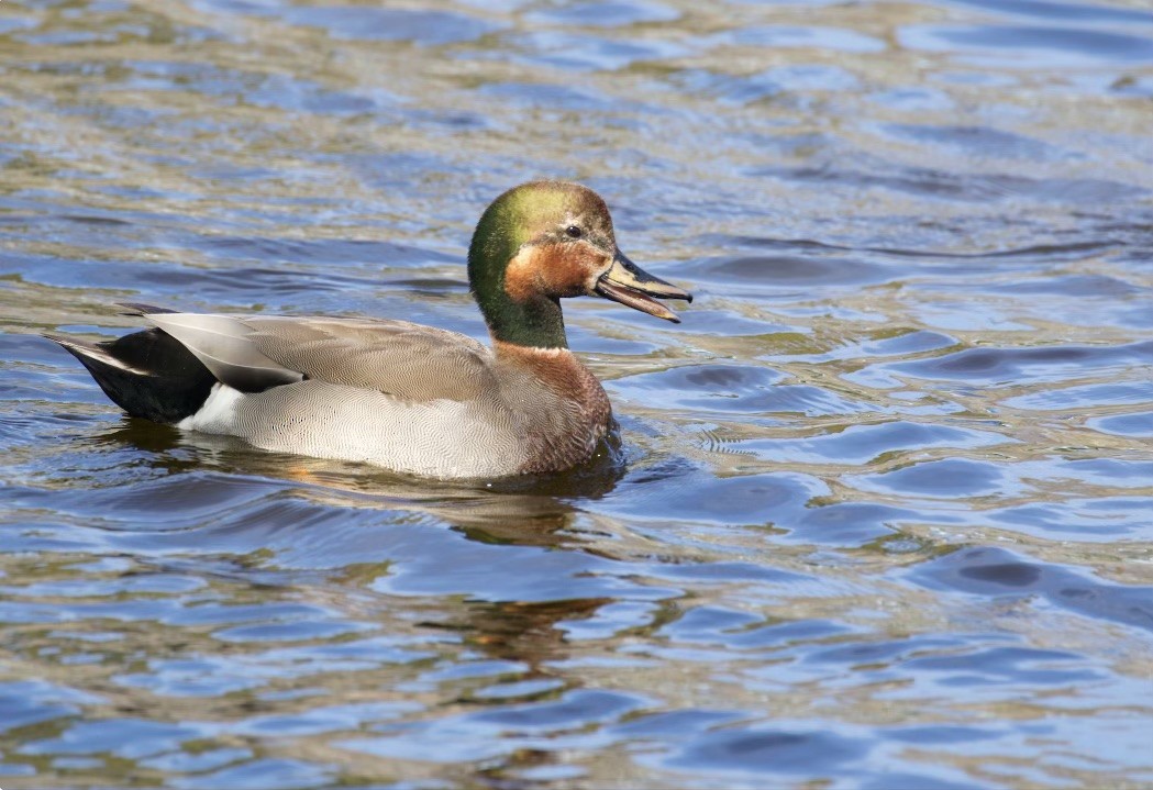 赤膀鴨x綠頭鴨(雜交) - ML616556189