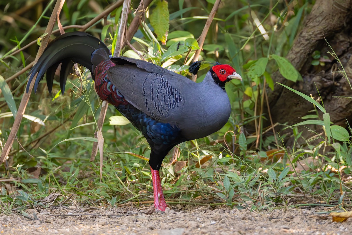 Siamese Fireback - ML616556265