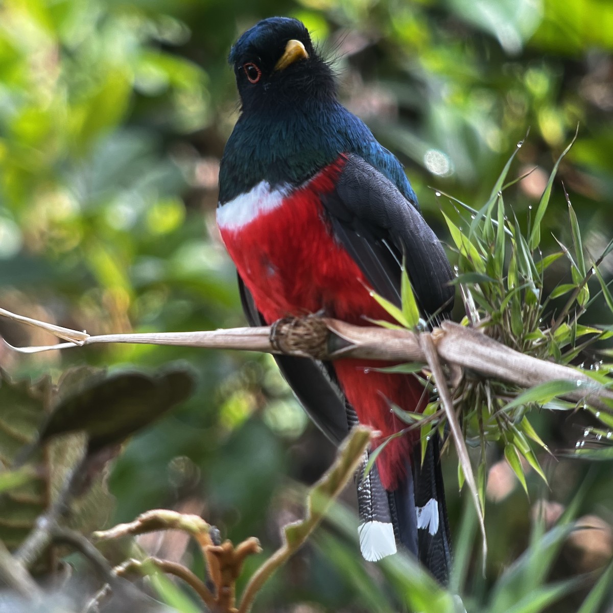 Masked Trogon - ML616556282