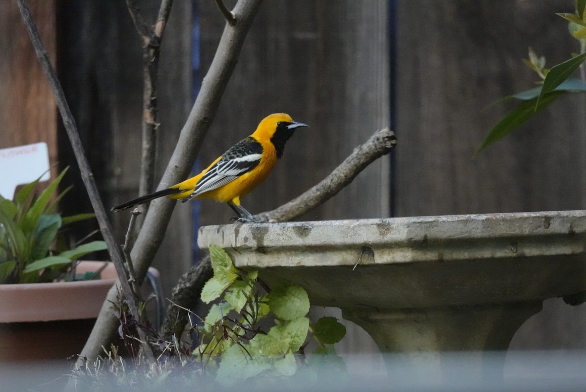 Hooded Oriole - ML616556316