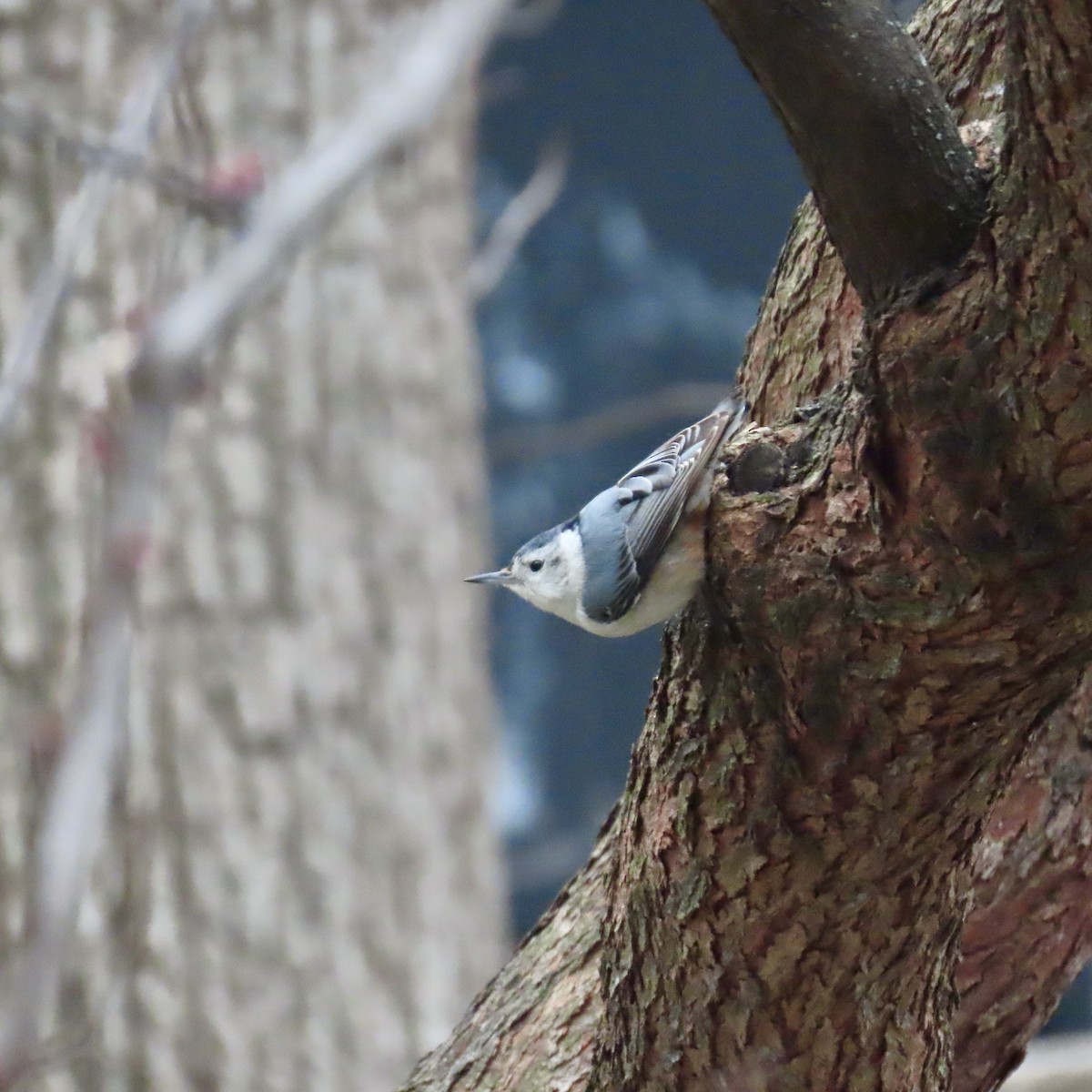 White-breasted Nuthatch (Eastern) - ML616556399