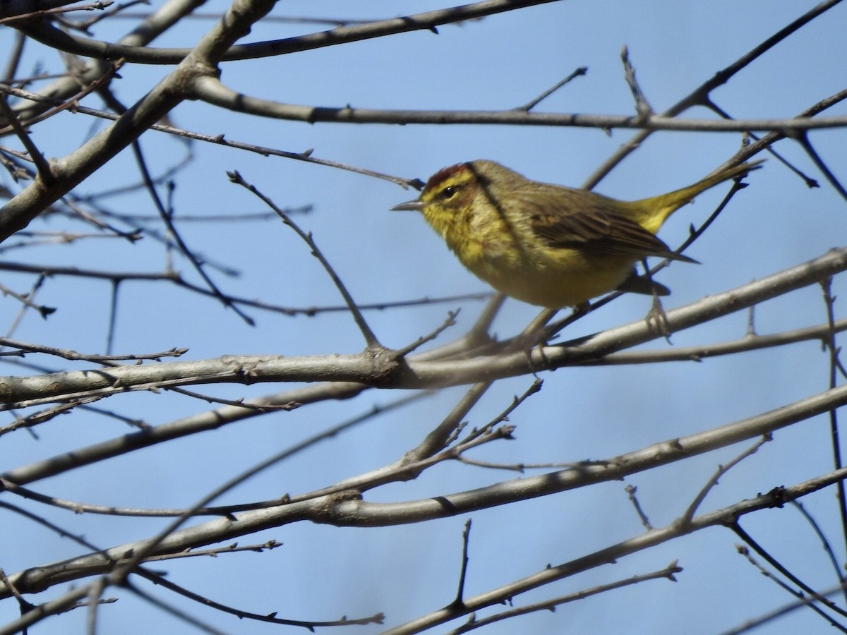 Palm Warbler - ML616556431