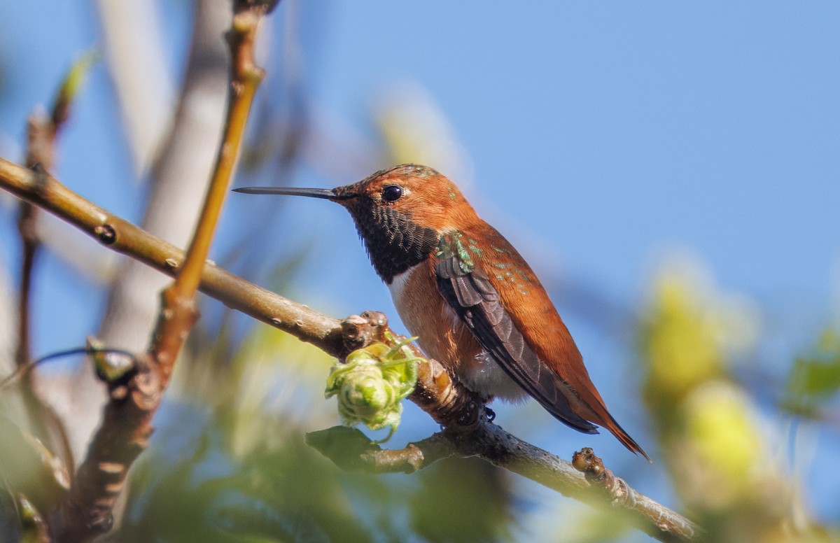 Rufous Hummingbird - John Callender