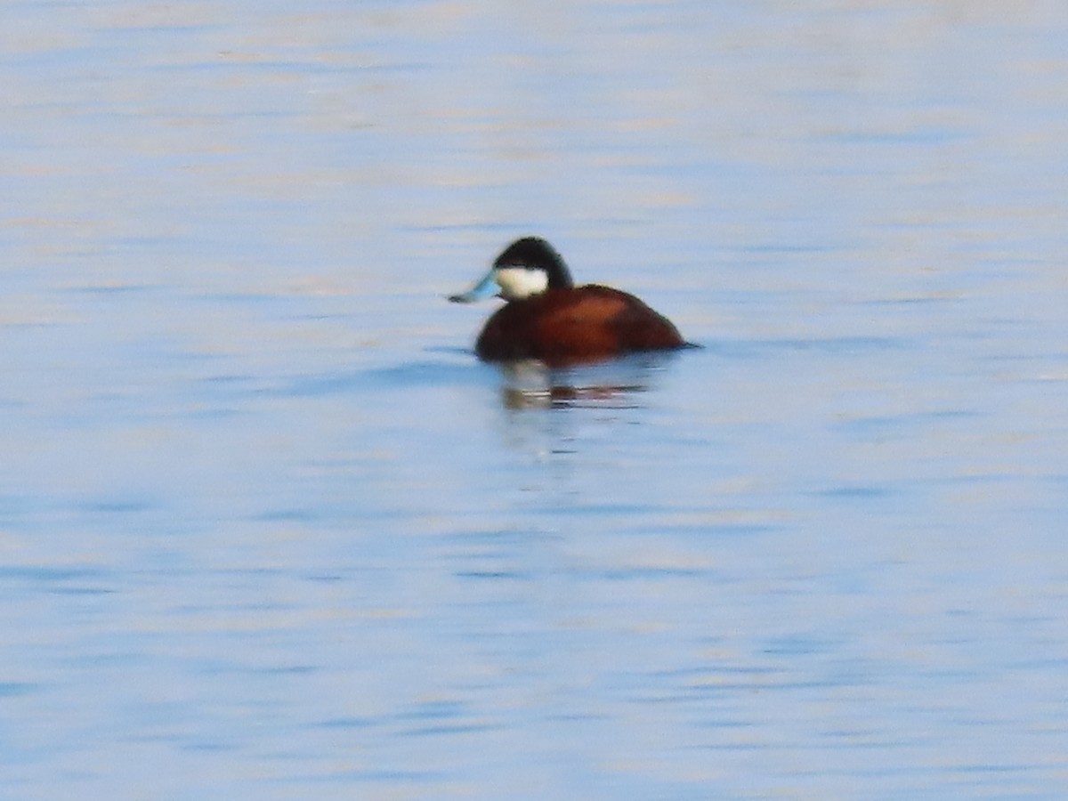 Ruddy Duck - ML616556436