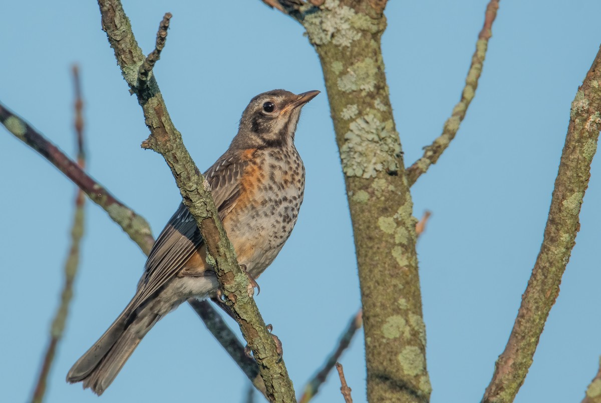 American Robin - Sandy Podulka