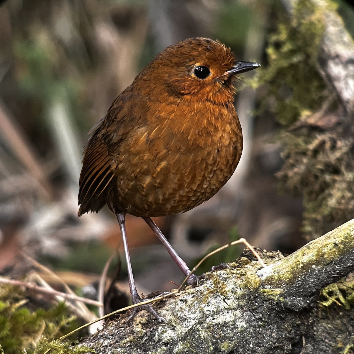 Equatorial Antpitta - ML616556523