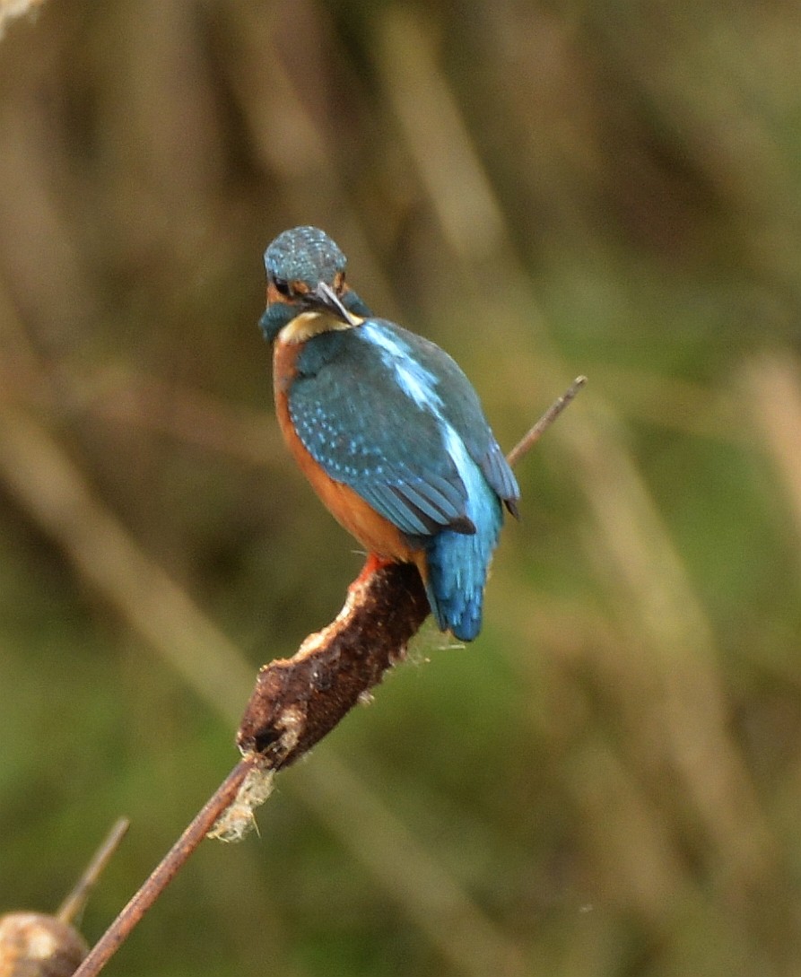 Common Kingfisher - Bill Elrick