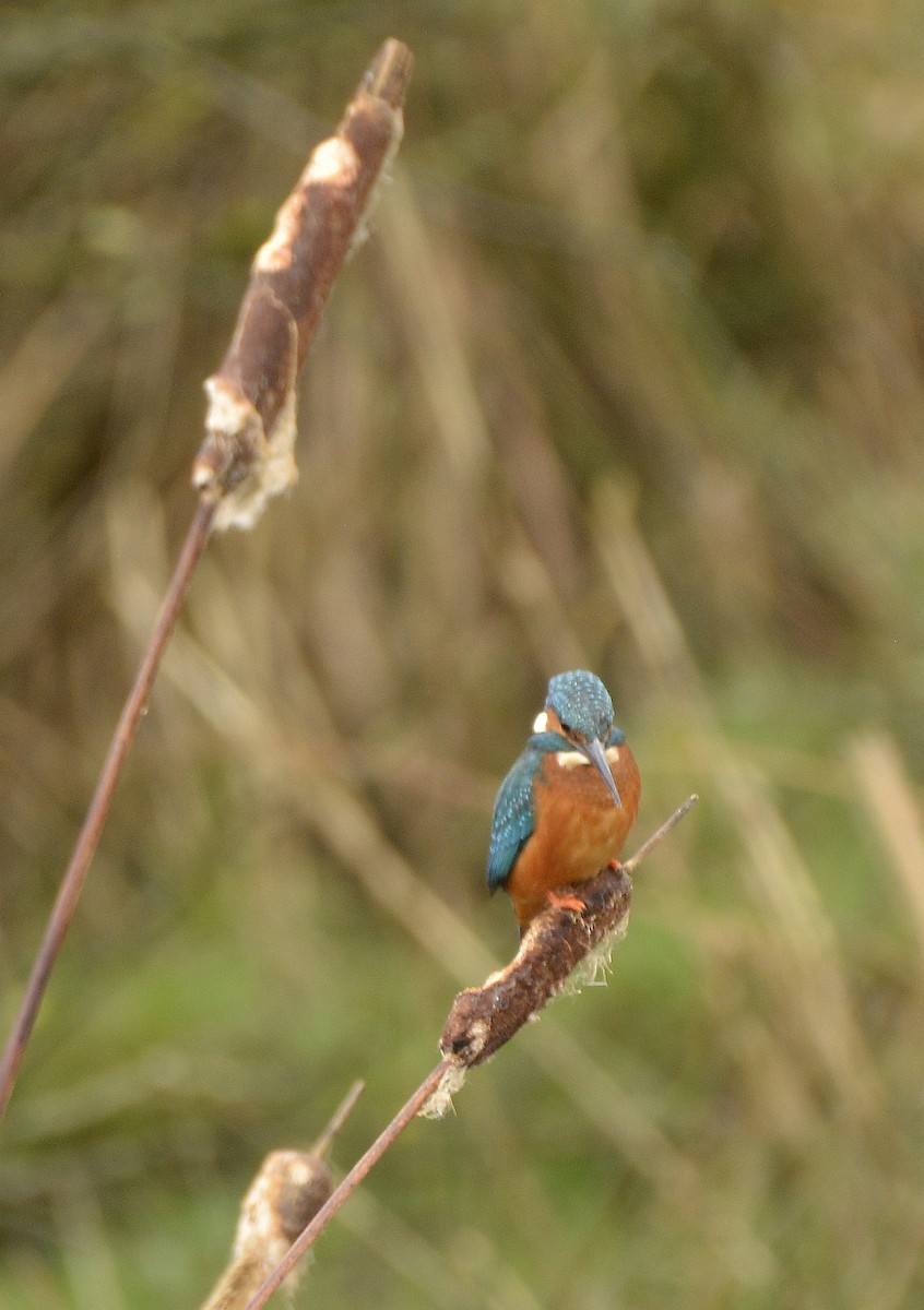 Common Kingfisher - Bill Elrick