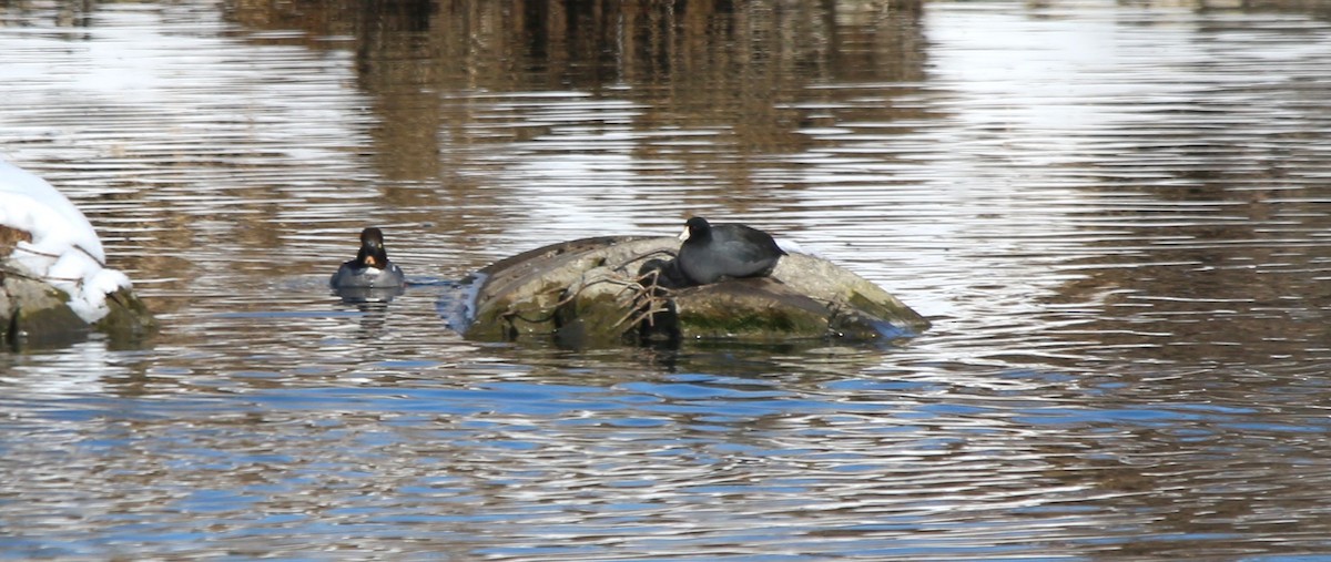 American Coot - Don Cassidy