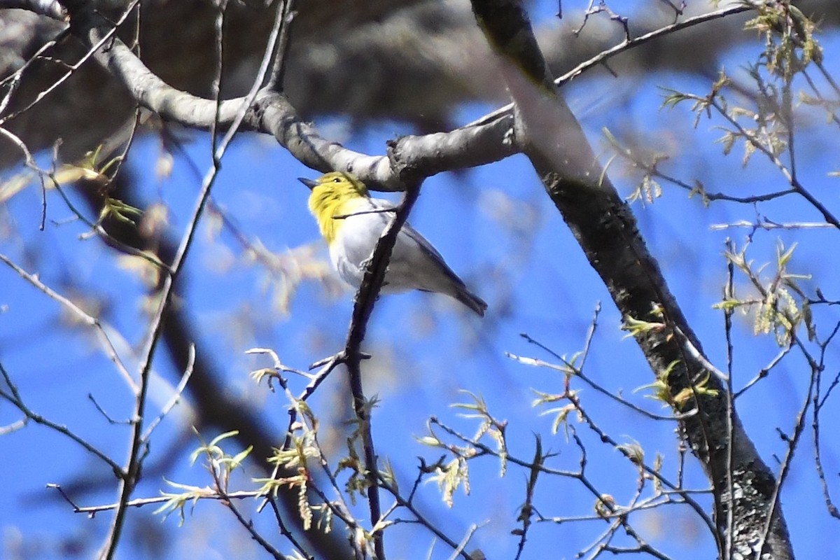 Yellow-throated Vireo - ML616556601