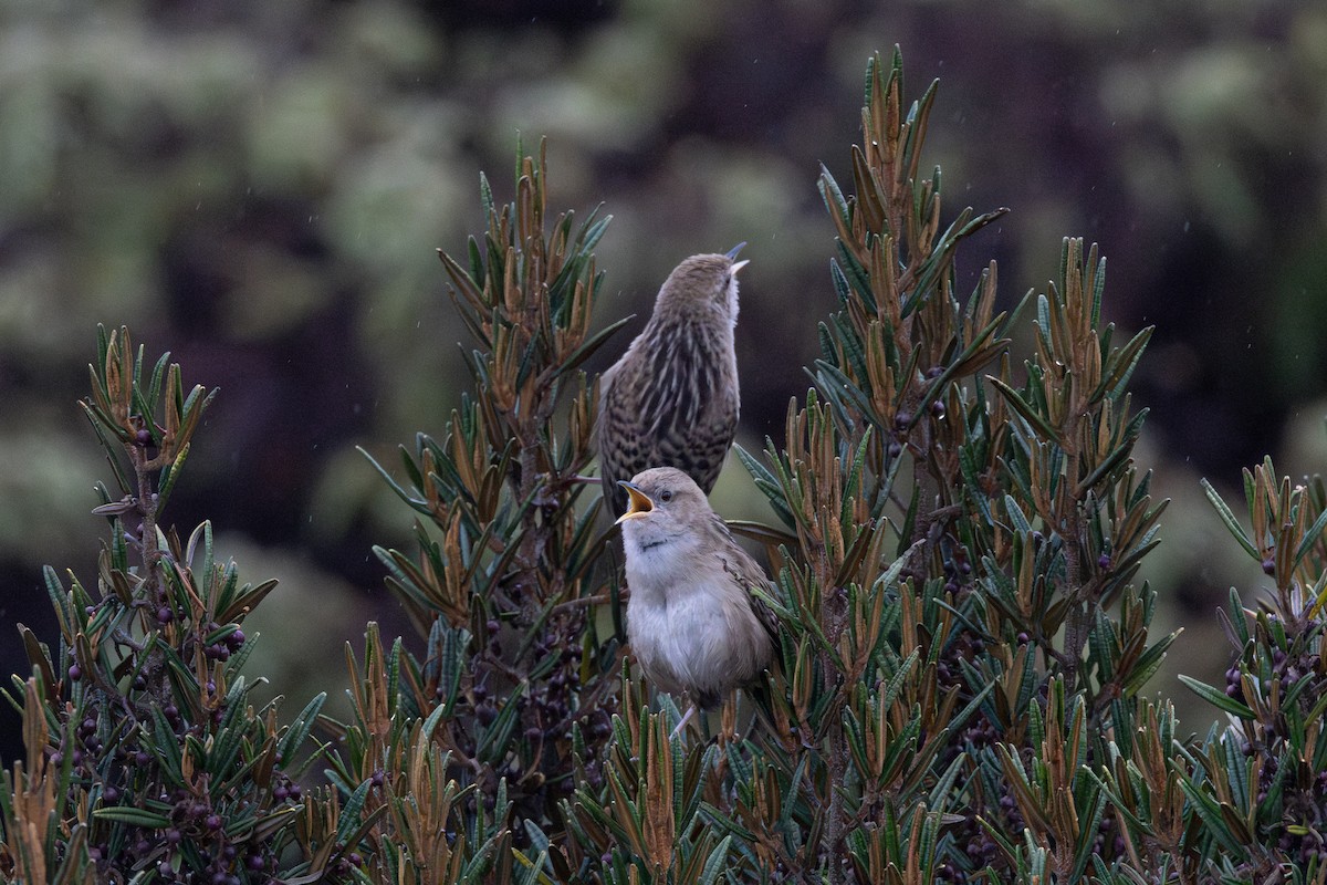 Apolinar's Wren - ML616556609