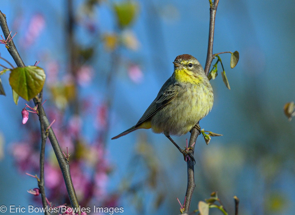 Palm Warbler - ML616556614