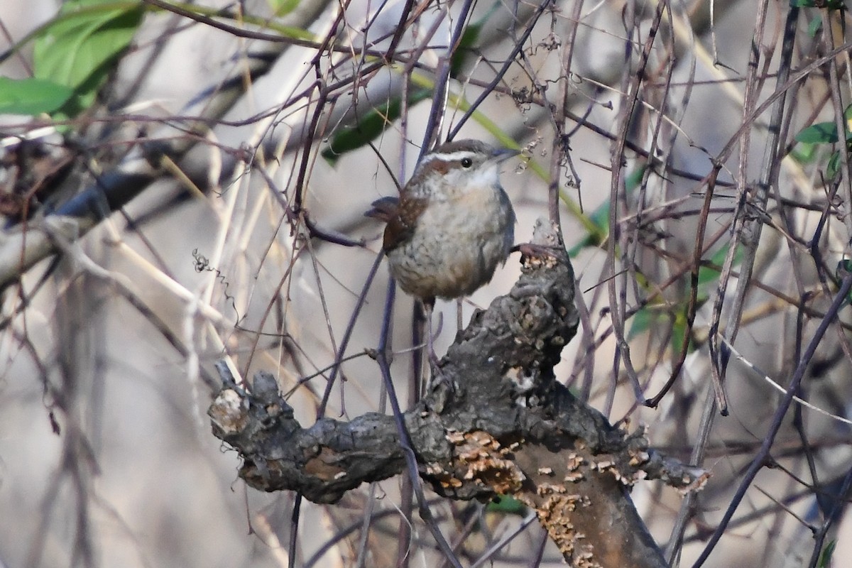 Carolina Wren - Wayne Kirk