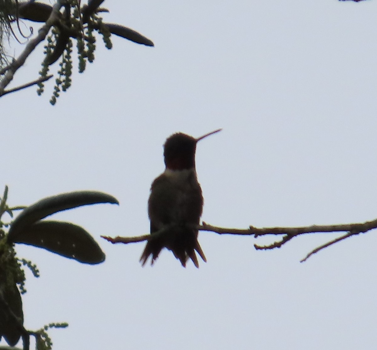 Colibri à gorge rubis - ML616556667