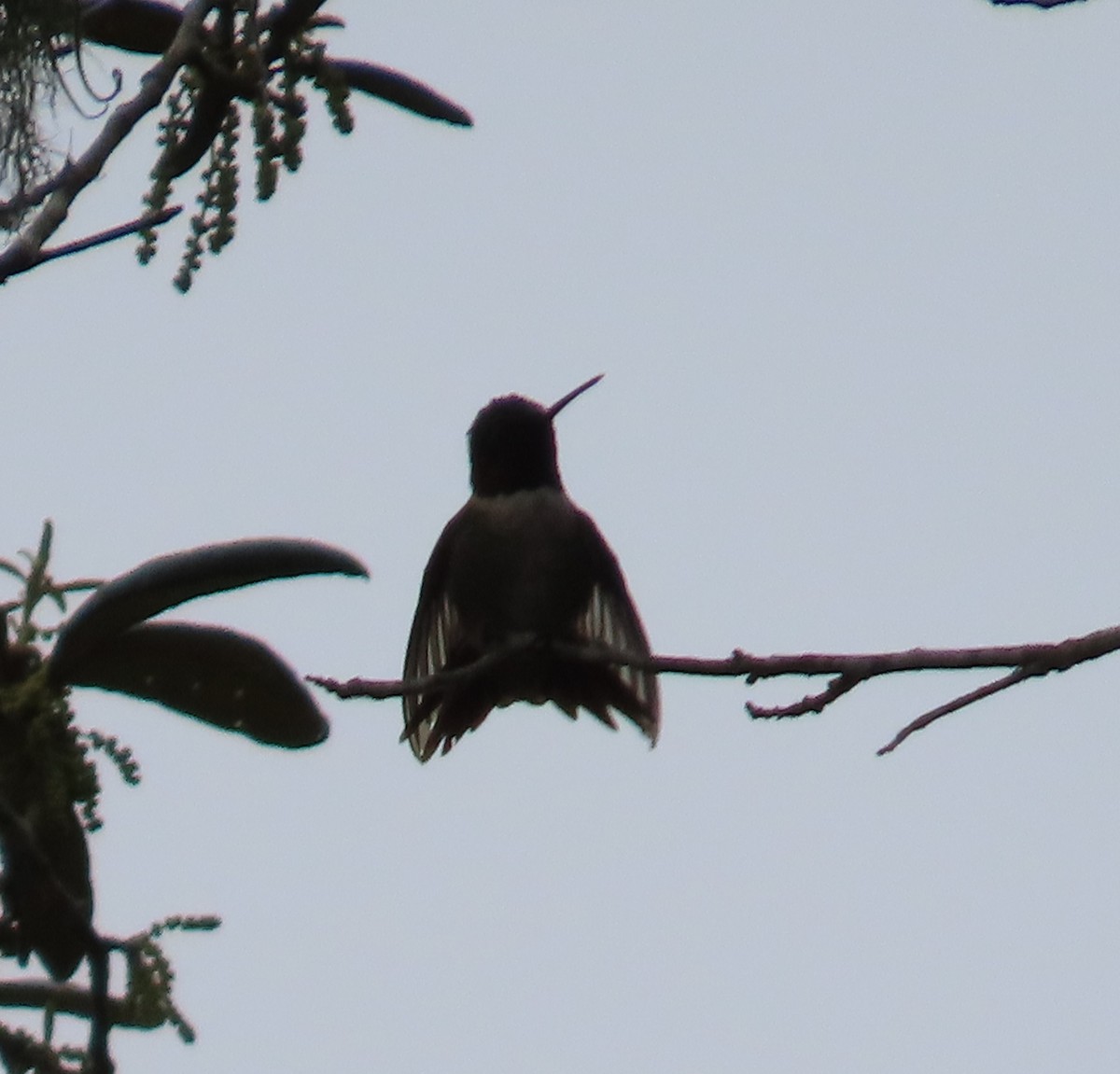Ruby-throated Hummingbird - Susan Pepper