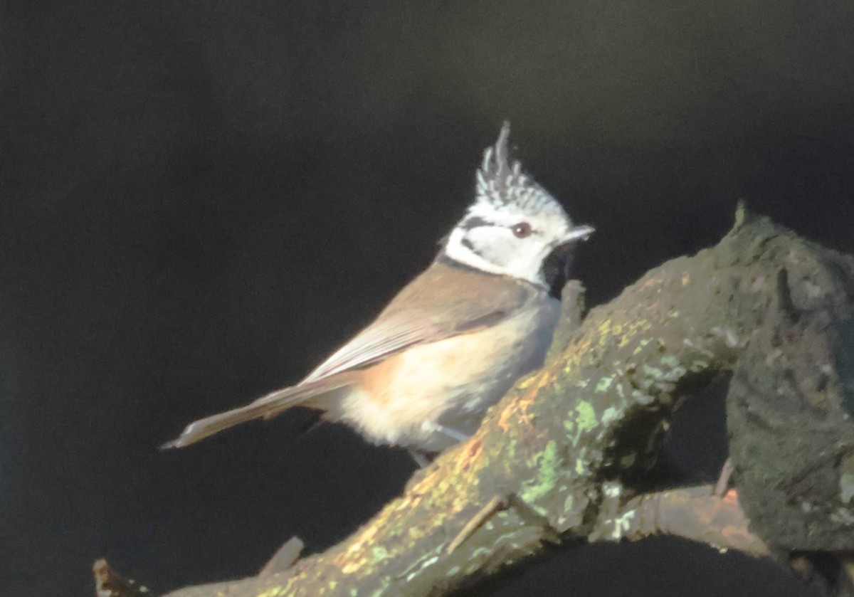 Crested Tit - ML616556690