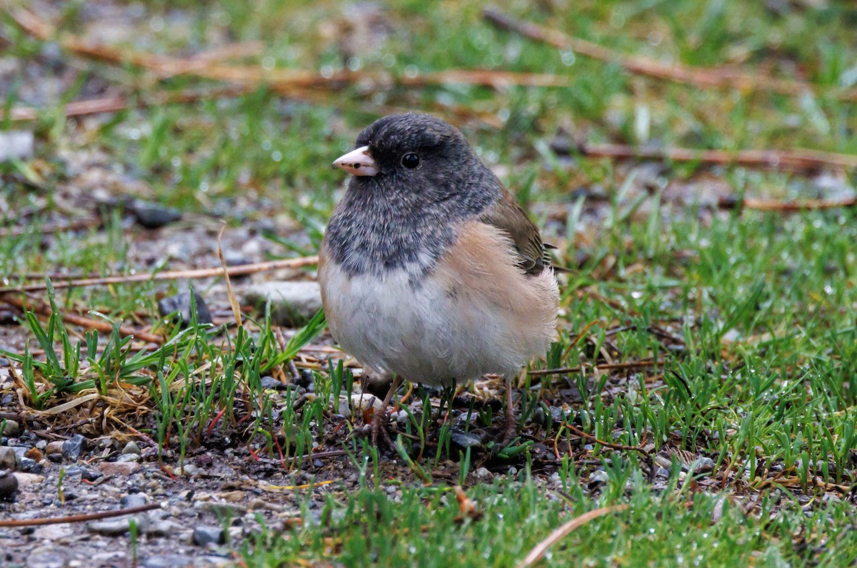 Dark-eyed Junco - ML616556756