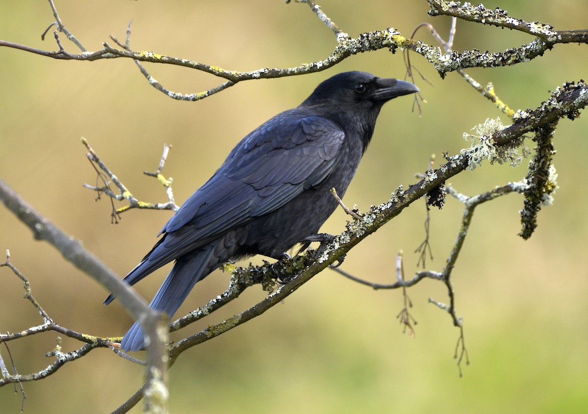 Carrion Crow - Bill Elrick