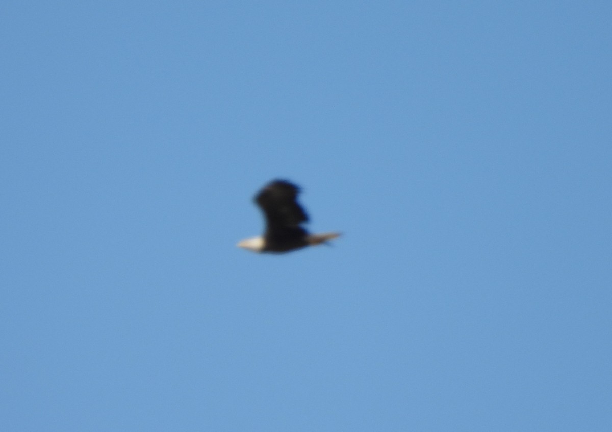 Bald Eagle - Carol Porch