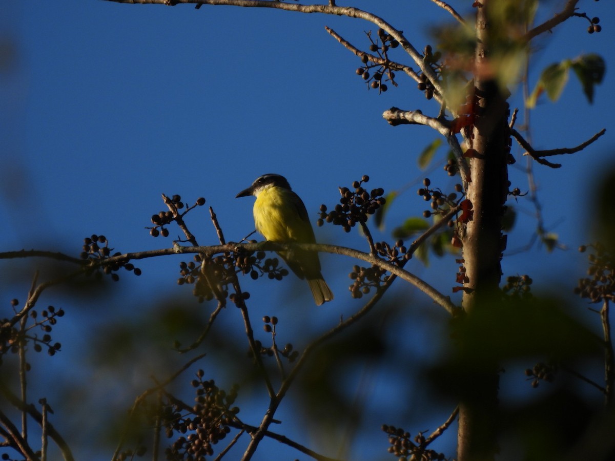 Boat-billed Flycatcher - Kevin Field