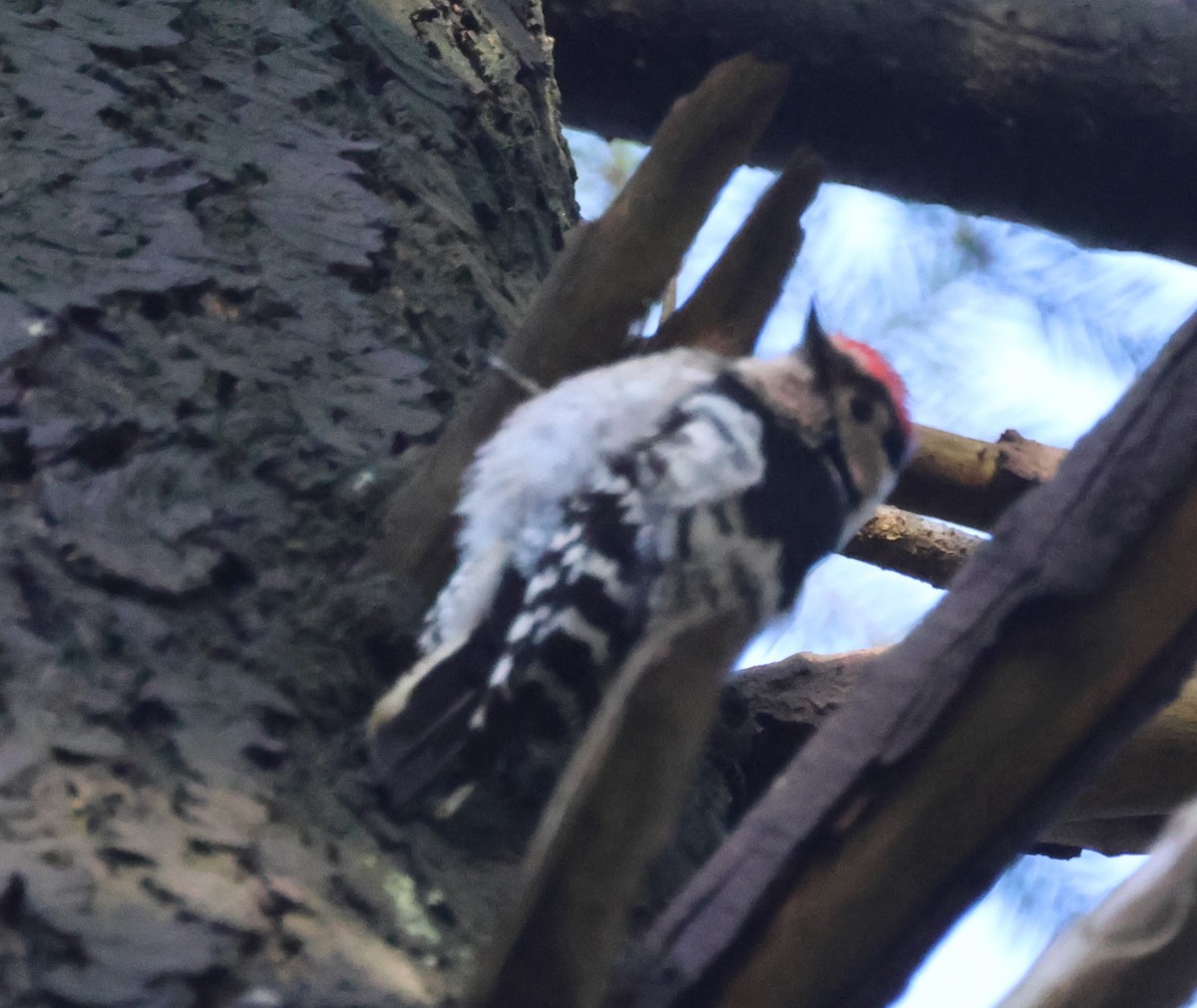 Lesser Spotted Woodpecker - Jan Harm Wiers