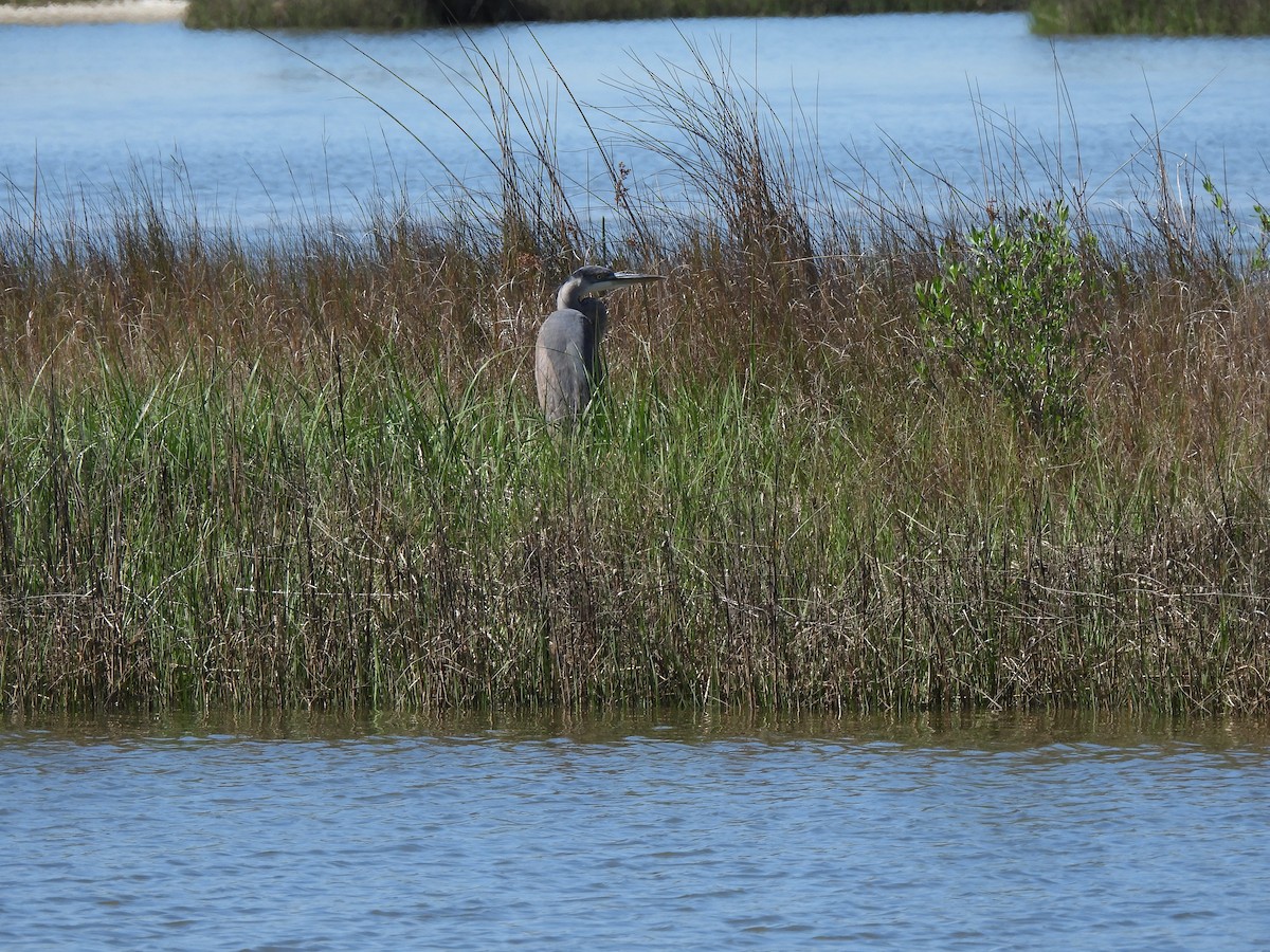 Great Blue Heron - Carol Porch