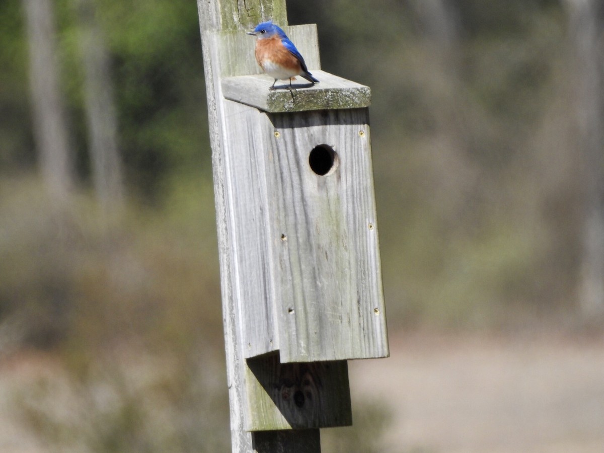 Eastern Bluebird - Anita Hooker