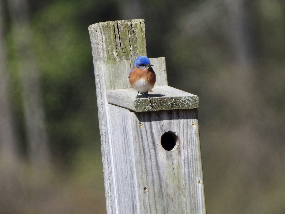 Eastern Bluebird - Anita Hooker