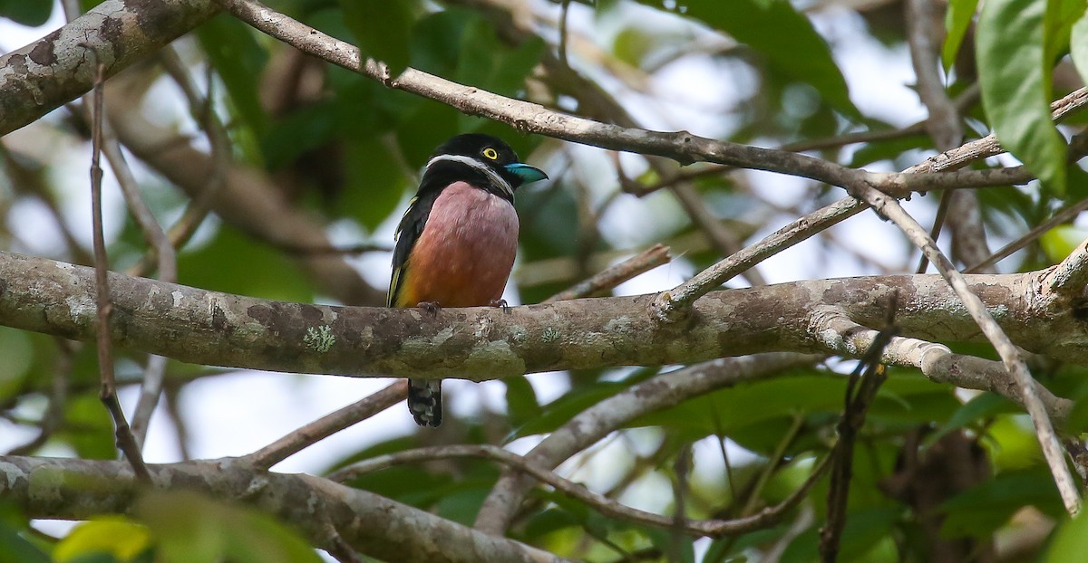 Black-and-yellow Broadbill - Brian Small