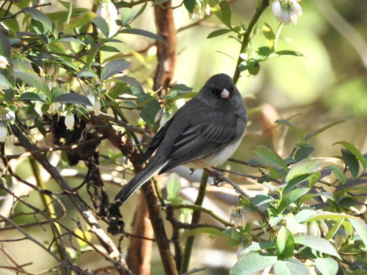 Dark-eyed Junco - Anita Hooker