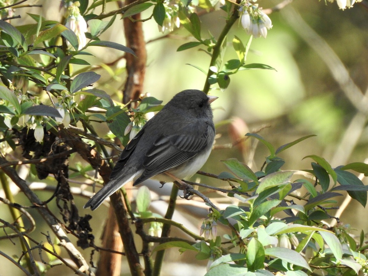 Dark-eyed Junco - Anita Hooker